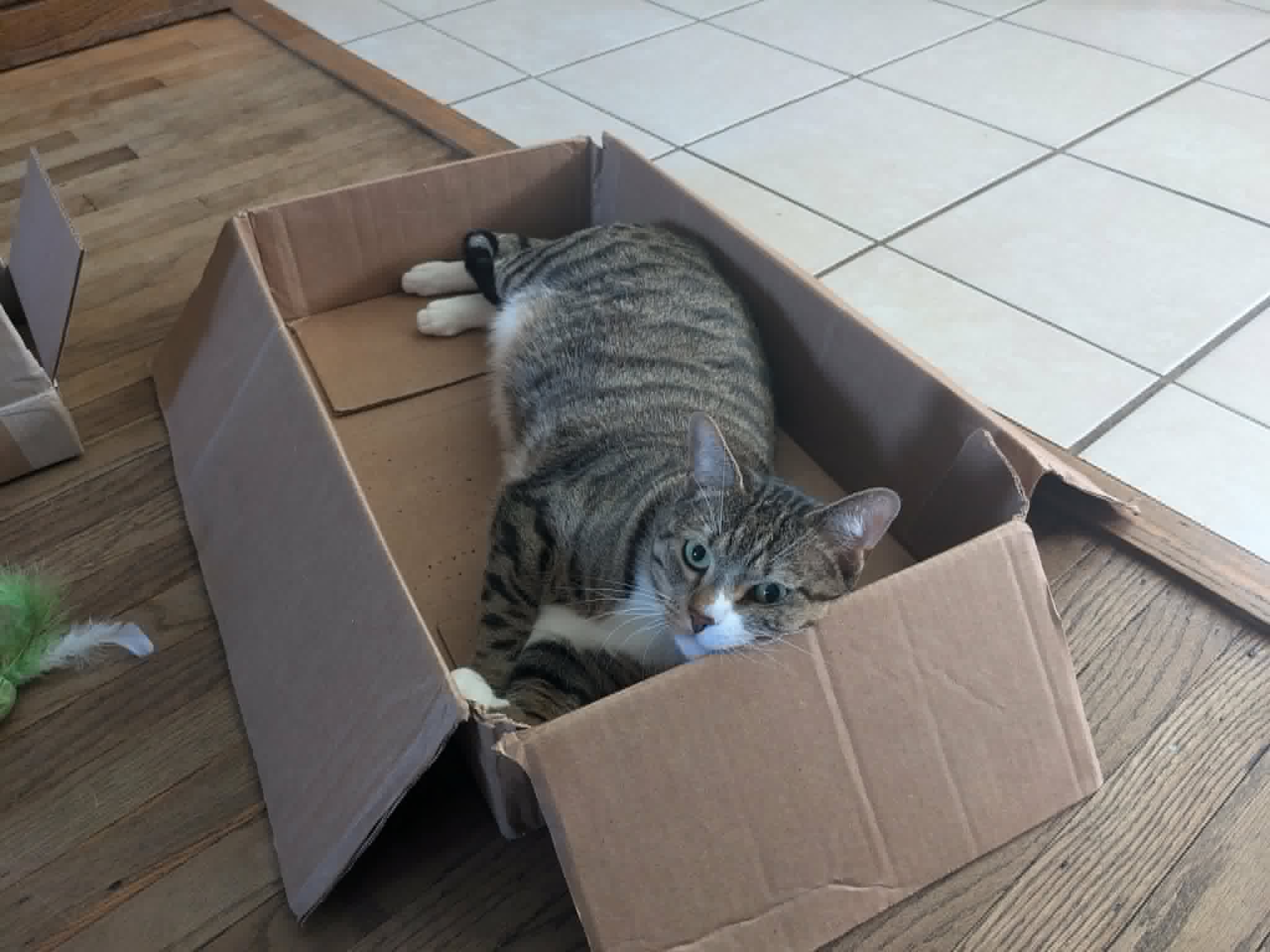 a picture of a cat in a box